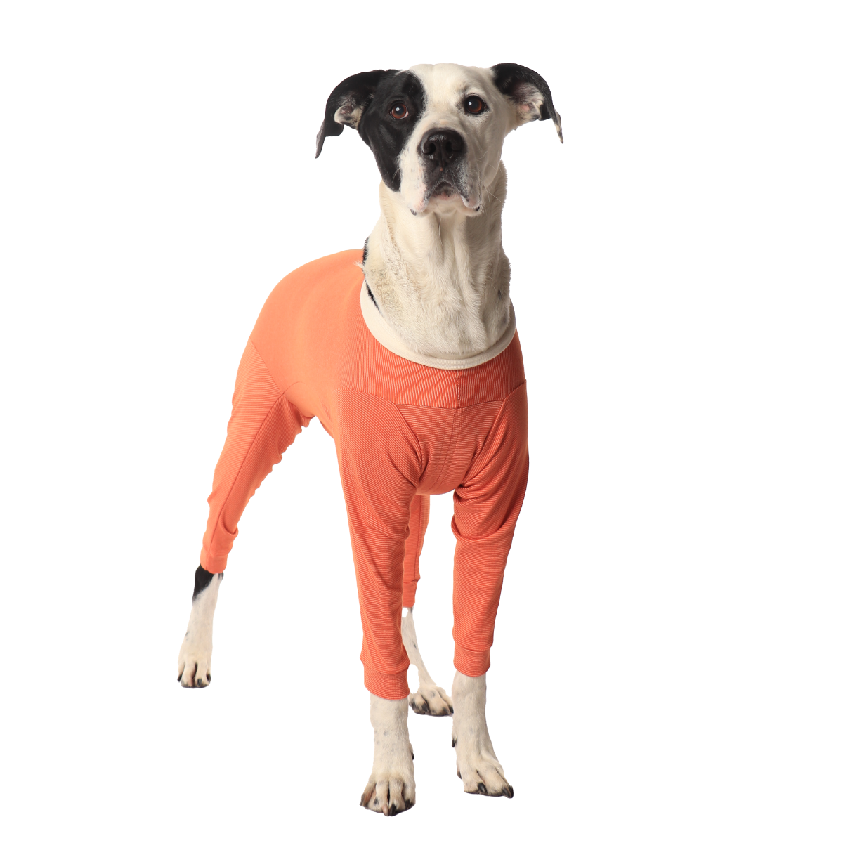 Luna & Milo CopperBody 4-Legs #10